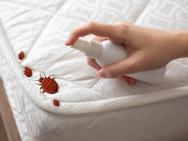 Best Termite Control Services  in Teaticket, MA